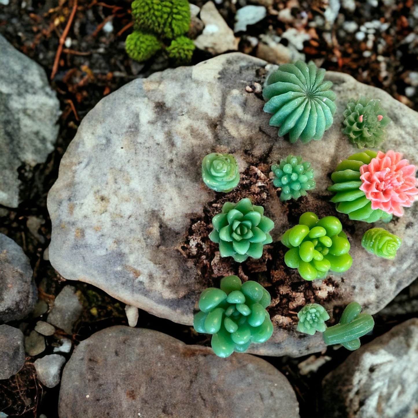 Adorable Succulents